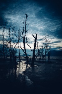 Muddy beach and dead forest at twilight